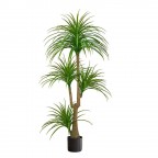 Cây huyết dụ 4 đầu _ 180cm